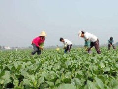 食品安全檢測儀：大力推行蔬菜標準化生產