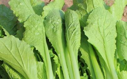 農藥殘留檢測儀 農藥殘留檢測儀