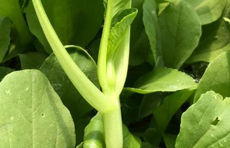 農(nóng)藥殘留檢測(cè)儀.jpg 農(nóng)藥殘留檢測(cè)儀.jpg