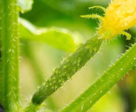 農(nóng)藥殘留速測儀 農(nóng)藥殘留速測儀