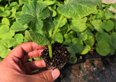 農(nóng)藥殘留檢測儀 農(nóng)藥殘留檢測儀