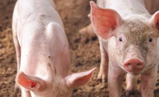 瘦肉精檢測(cè)儀 瘦肉精檢測(cè)儀