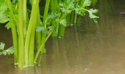 肉制品檢測儀 肉制品檢測儀