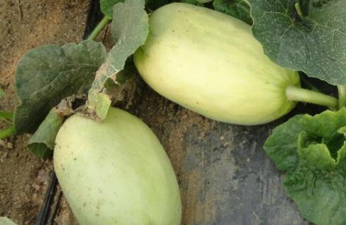 果蔬農(nóng)殘檢測(cè)儀 果蔬農(nóng)殘檢測(cè)儀