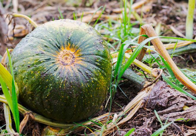 果蔬農殘速測儀 果蔬農殘速測儀