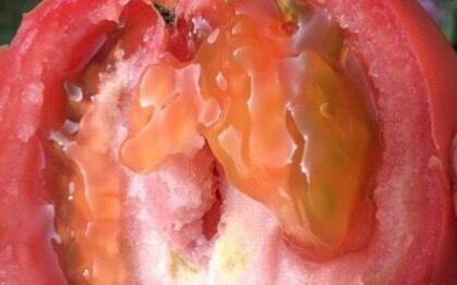 果蔬農殘速測儀 果蔬農殘速測儀