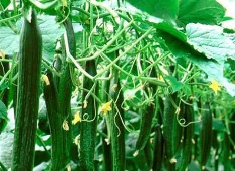 食品安全檢測儀 食品安全檢測儀