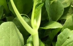 有機蔬菜更有必要進行農殘檢測嗎？